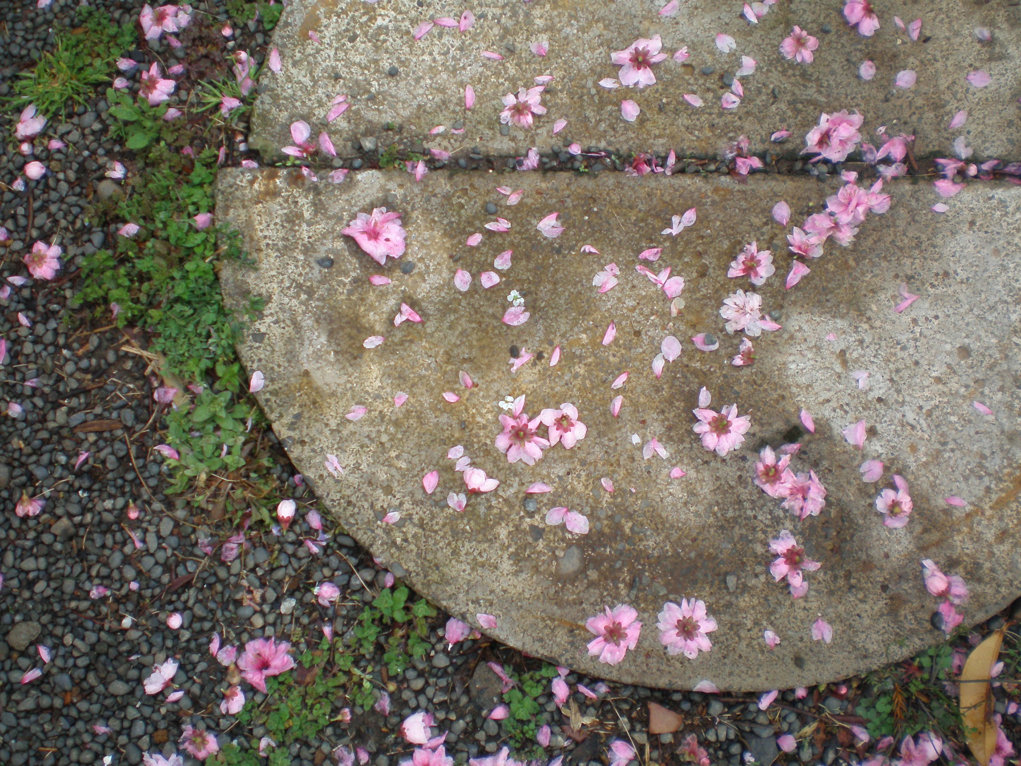 P4090022.JPG
