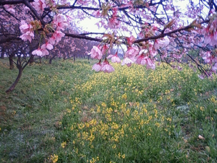 sakura.JPG