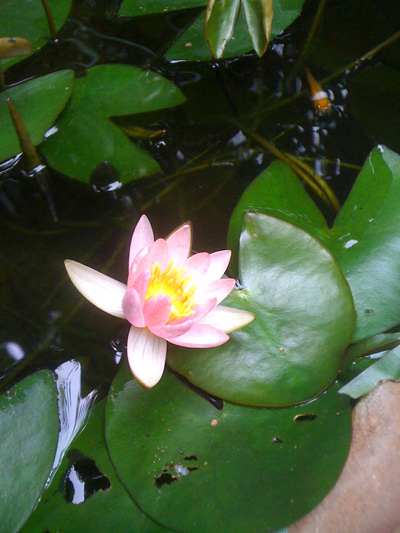 2010_7_3IMG_6807.jpg